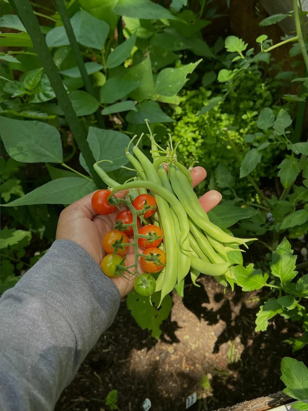A handful of cherry tomatoes and green beans, freshly picked from the garden